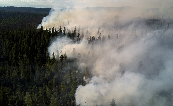 «Гринпис»: январские лесные пожары в Приморье погубили территорию размером с Казань