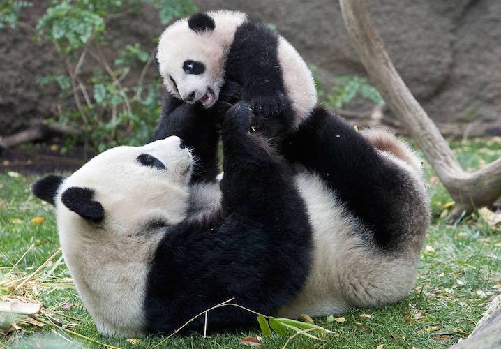 В Китае появился на свет второй за год детеныш панды