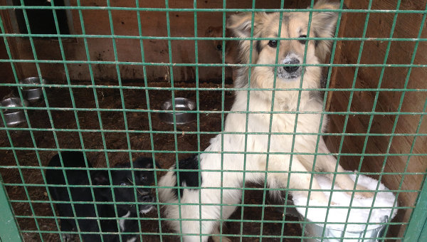 Иркутские полицейские приютили собаку, брошенную хозяином после ДТП