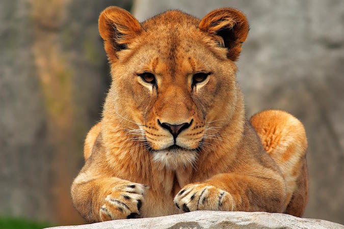 В Датском зоопарке детей пригласили посмотреть на вскрытие льва