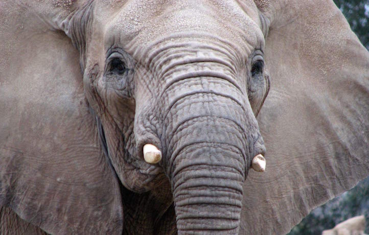  Музей слонов откроется в Московском зоопарке
