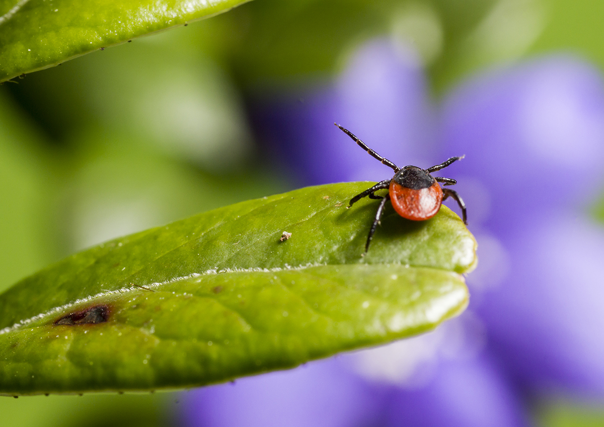 Россиянам рассказали, можно ли самостоятельно удалить клеща