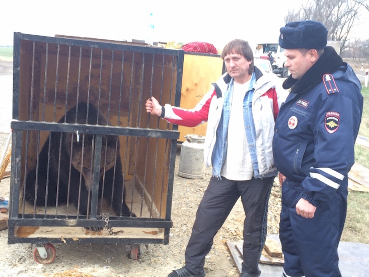 В Краснодарском крае цирковые медведи попали в ДТП