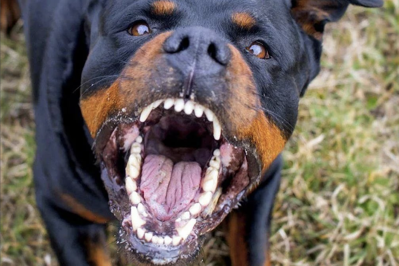 Столичных правоохранителей попросили усилить патрулирование в Зюзино из-за гуляющих собак
