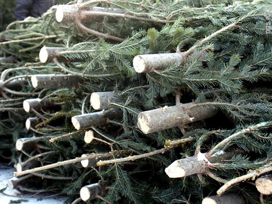 Рослесхоз: В предновогодний период в России незаконно срубили 2,7 тыс. елок