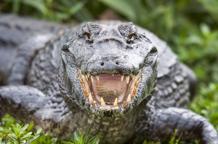 Месть природы: в США грабителя, скрывавшегося от полиции в озере, съел аллигатор