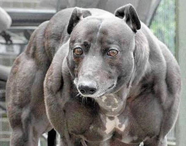 Китайские генетики создали собак со сверхмощной мускулатурой