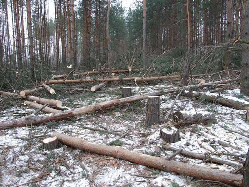 Россияне выступили за ужесточение госконтроля над вырубкой лесов