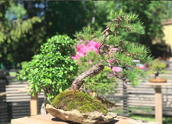 В Калужской области открылся первый в стране японский сад камней 