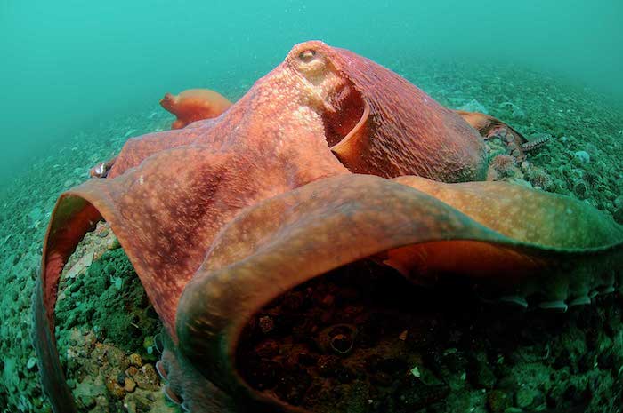Ученые обнаружили гигантских осьминогов на дне Тихого океана 