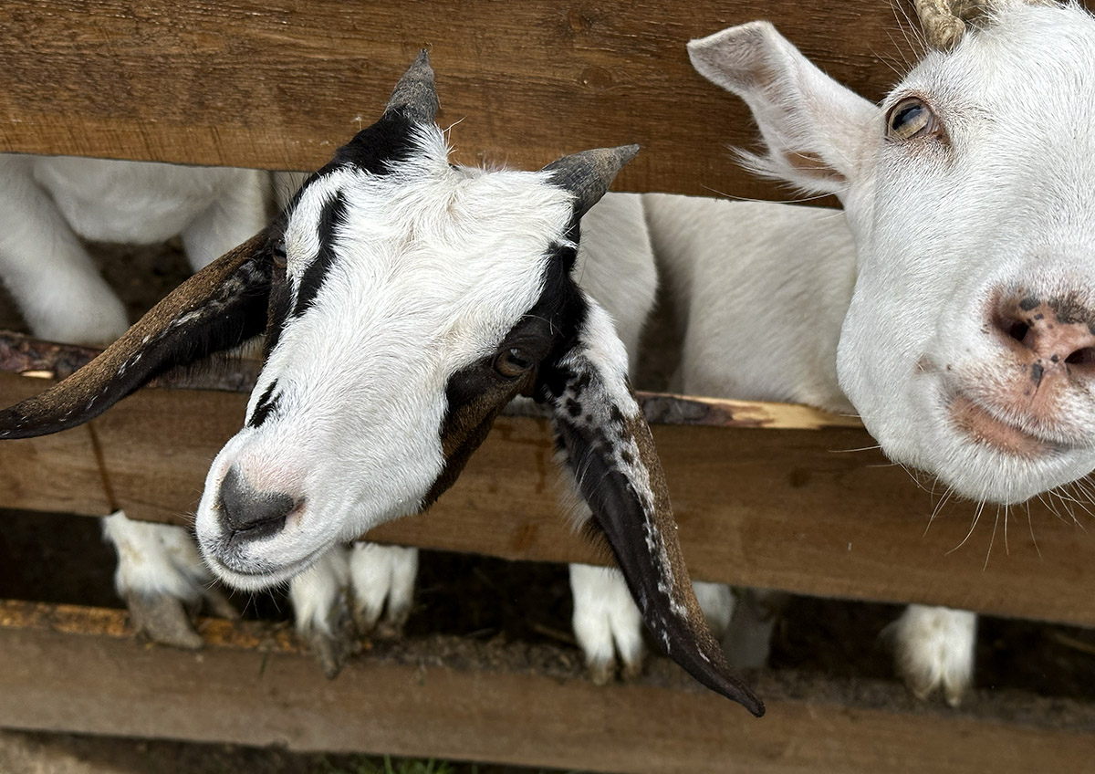 Развитие сельского туризма получит дополнительный импульс
