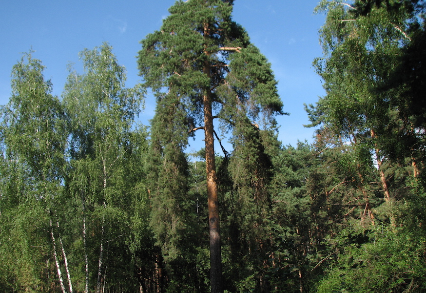 Жулебинский лес станет особо охраняемой природной территорией  