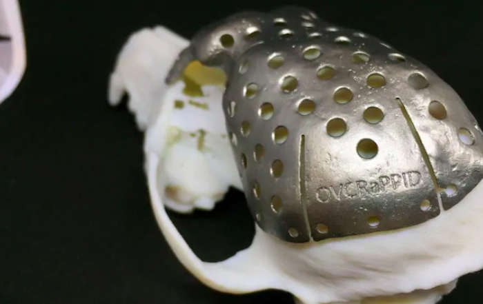 Канадские ветеринары нарастили больной таксе череп, напечатанный на 3D-принтере 