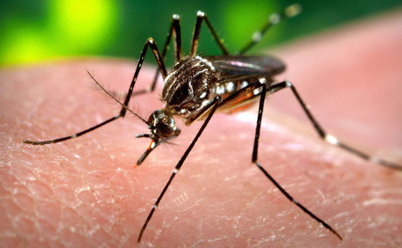 Редкие комары-мутанты обнаружены на Кавказе