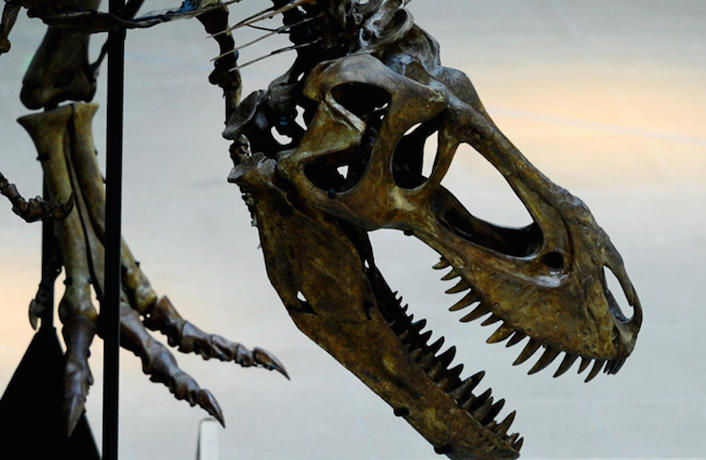 Палеонтологи из 20 государств мира съедутся для исследования останков динозавров