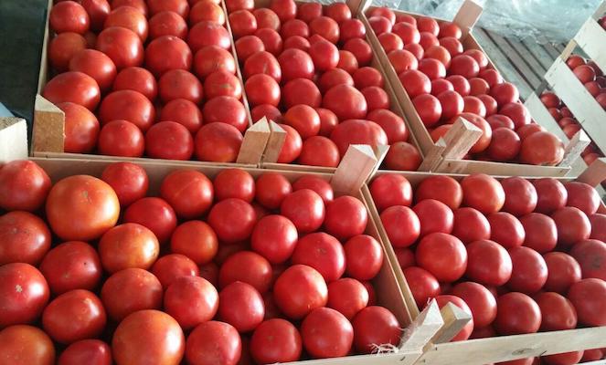 Новак: турецкие помидоры вернутся в РФ с 1 декабря